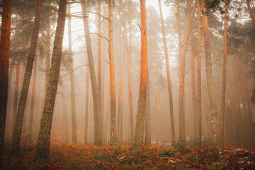 Fototapeta premium morning in the forest
