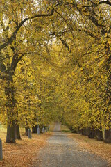 Fototapeta premium autumn alley in the park