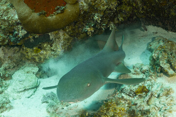 A nurse shark that was hiding under a ledge in the reef became startled by the photographer and is captured in this image making its getaway to the safety of open water