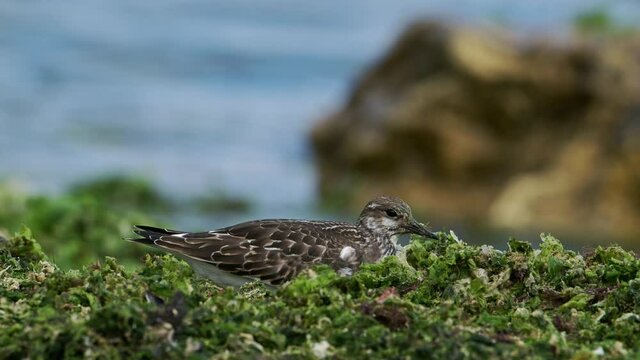 Ruddy turnstone birds (Arenaria interpres) searching for food in seaweed at seashore.