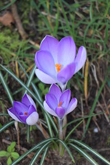 Pale pink crocuses in grass