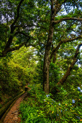 Madeira - Levada da Norte