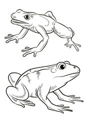 Frog. Black and white image. Coloring book for kids. Isolated, vector.