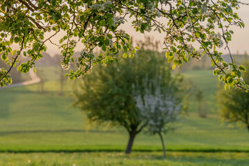 Naklejka premium Beautiful dreamlike meadow field with fresh grass and yellow morning light and green trees with white cherry blossom in nature against a blurry blue sky. Summer spring perfect natural