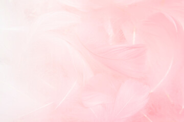 Beautiful Soft Pink Fluffly Feathers Texture Background