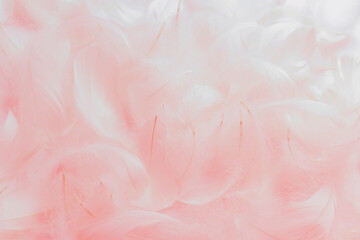 Beautiful Soft Pink Feathers Pattern Texture Vintage Background. Swan Feeathers