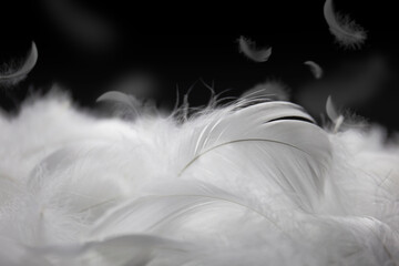 Soft of White Feathers on Black Background. Swan Feathers Falling.