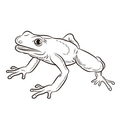 
Frog. Black and white image. Coloring book for kids. Isolated, background.