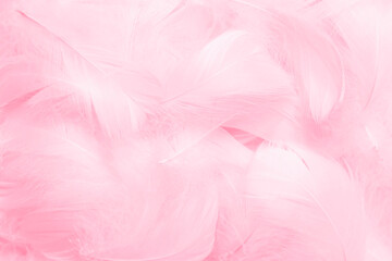Beautiful Soft Pink Feathers Texture Background