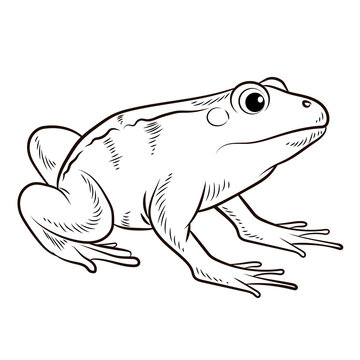 
Frog. Black and white image. Coloring book for kids. Isolated, background.