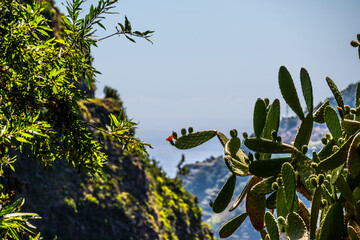 Madeira - Levada da Norte