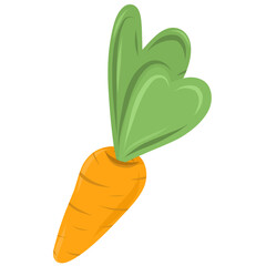 Vector orange сarrot. Vegetable food illustration.