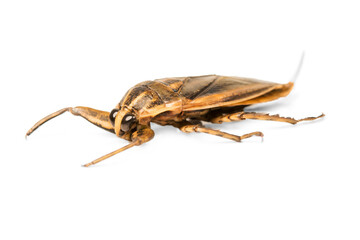 Giant water Thai bug or pimp isolated on white background.
