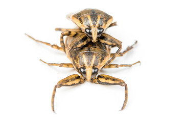 Giant water Thai bug or pimp isolated on white background.