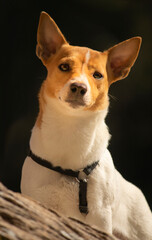 Cucciolo Jack Russel Ritratto