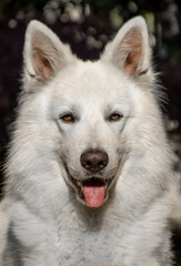 Obraz premium Muso Felice Pastore Svizzero Bianco