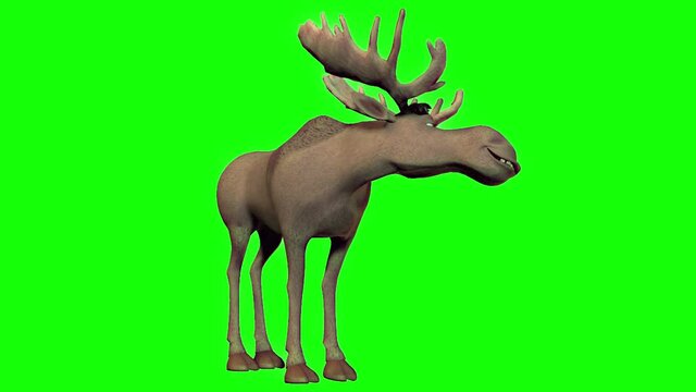 Happy smiling bull moose cartoon animation greenscreen 4k 