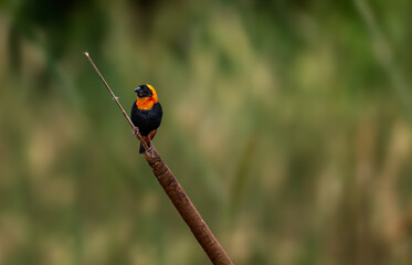 Southern red bishop sitting on a reed plant branch with blurred background