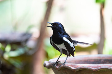 Oriental - magpie Robin