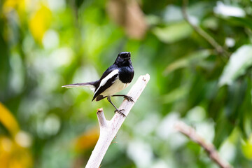 Oriental - magpie Robin