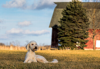 Peaceful junior golden doodle dog lying peacefully on the field in front of a barn.