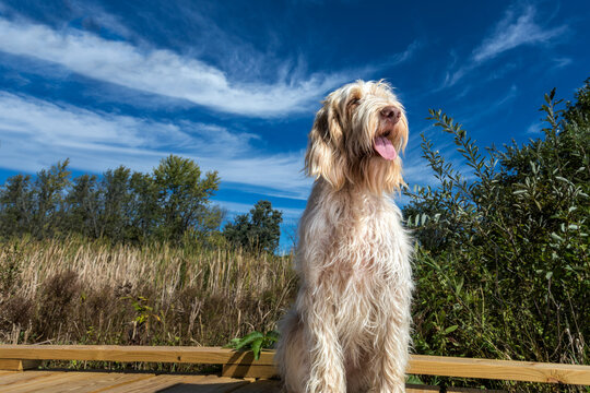 Happy and friendly spinone italiano dog sitting on the wooden dock outside and waiting