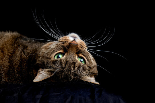 A tiger striped green eyed tabby cat laying upside down against a black background with whiskers that fill the image like a candelabra.