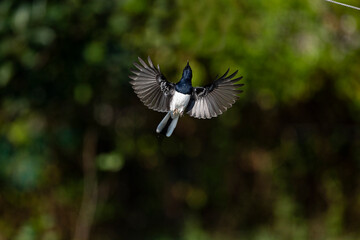 Oriental Magpie Robin