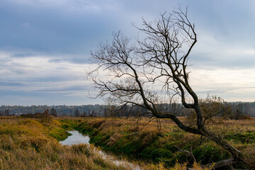 Dzika kamienna © Krzysztof Rostkowski