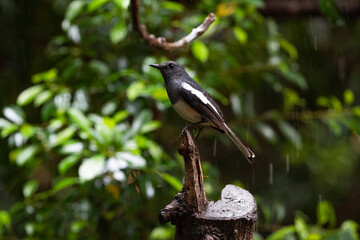 Oriental - magpie Robin