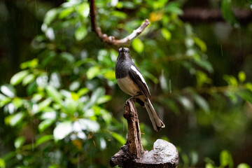 Oriental - magpie Robin