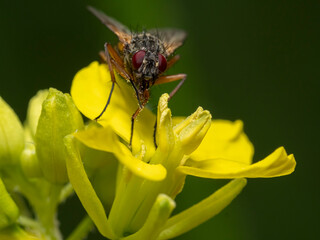 Fly feasting on pollen