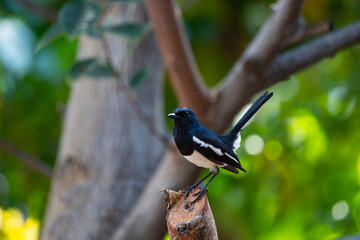 Oriental - magpie Robin