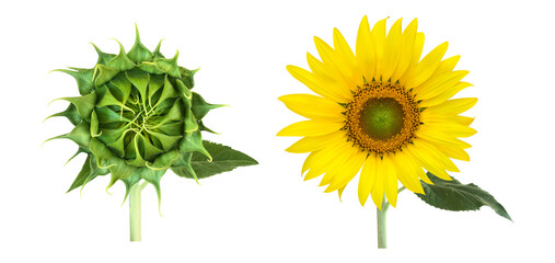 isolated sunflower with clipping paths.