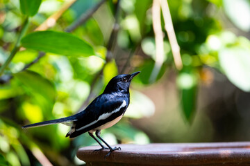 Oriental - magpie Robin
