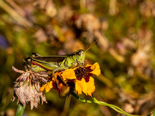 Grasshopper on a dead flower