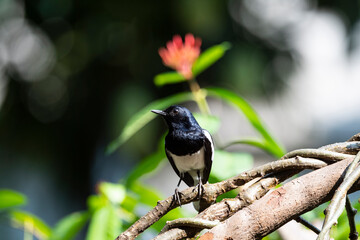 Oriental Magpie Robin
