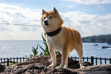 Mameshiba standing on a rocky place with the sea in the background