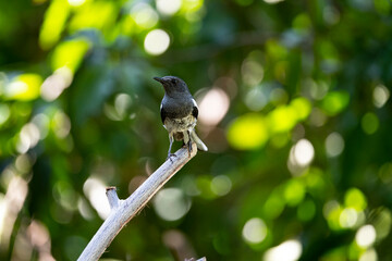 Oriental  magpie Robin
