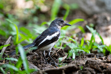 Oriental - magpie Robin