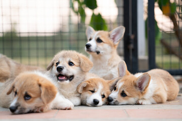 group of corgi puppy dogs lying, relaxing and sleeping in summer sunny day