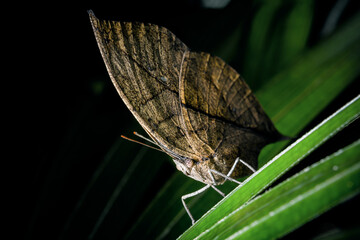 butterfly on leaf