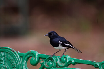Oriental Magpie Robin