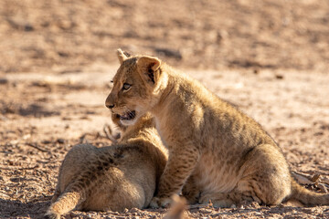 Lion Cubs in the Kalahari