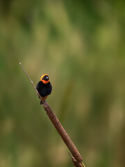 Southern red bishop sitting on a reed plant branch with blurred background