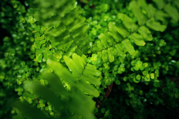 Obraz premium green moss background