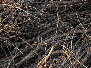 Fototapeta na wymiar A pile of dry twigs as a background. Wooden background.