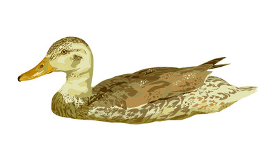 mallard Anas platyrhynchos. Realistic vector drawing of a female drake on a white background