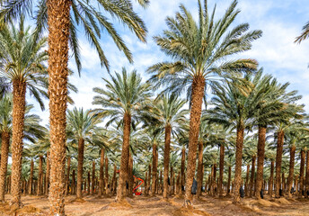 Fototapeta na wymiar Maintenance for plantation of date palms. Image depicts healthy food and GMO free agriculture industry in the Middle East