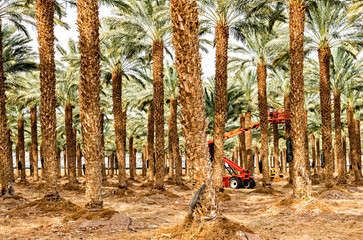 Maintenance for plantation of date palms. Image depicts healthy food and GMO free agriculture...